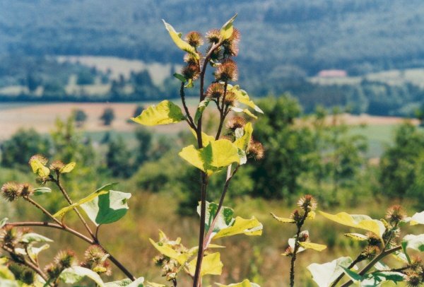 20010600_courfaivre_arctium_lappa_01.jpg