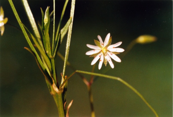 20010600_courfaivre_st-joseph_stellaria_graminea_03.jpg