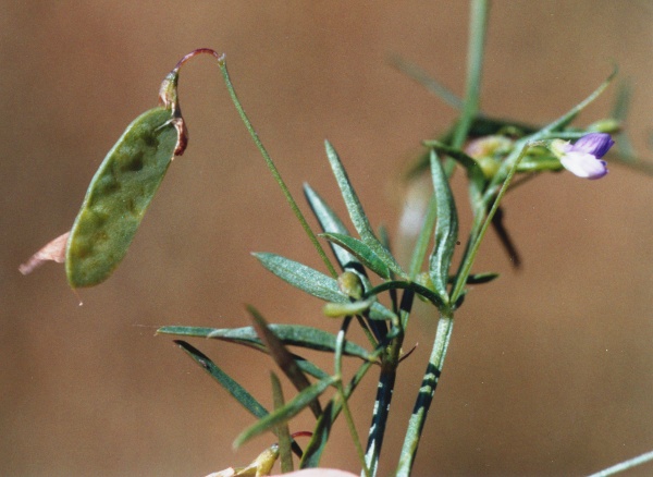 20010600_courgenay_vicia_tetrasperma_1.jpg