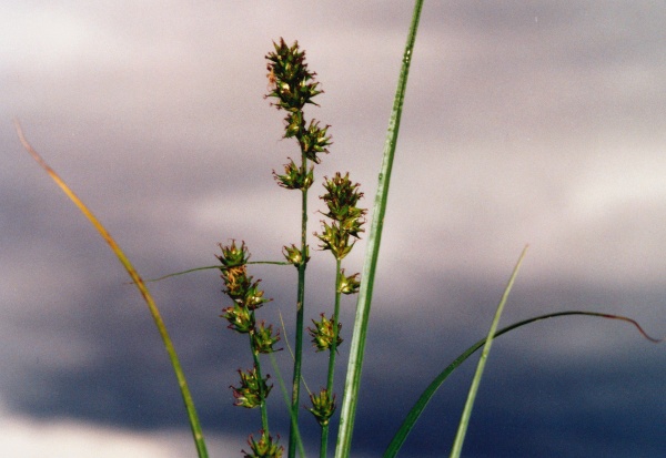 20010600_courtemaiche_carex_leersi_01.jpg