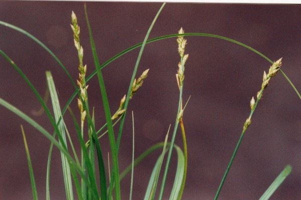 20010600_courtemaiche_carex_leersi_02.jpg