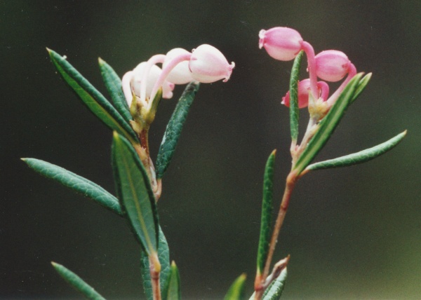 20010600_les-genevez_les-embreux_andromeda_polifolia_02.jpg