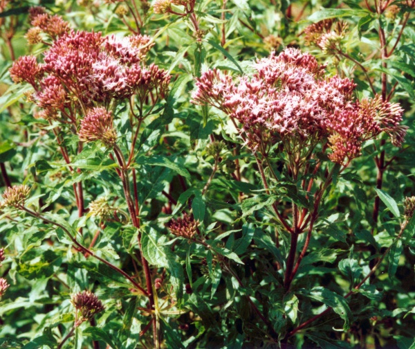 20010700_goumois_moulin-jeannotat_eupatorium_cannabinum.jpg
