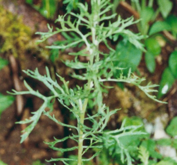 20010800_delemont_senecio_erucifolius_02.jpg