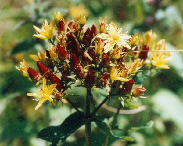 20010800_le-bemont_les-royes_hypericum_tetrapterum_01.jpg