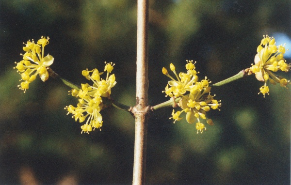 20020300_la-neuveville_cornus_mas_1.jpg