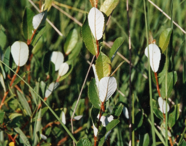 20020500-court_salix_petandra_01.jpg