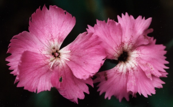 20020600_court_gorges_dianthus_gratianopolitanus_02.jpg