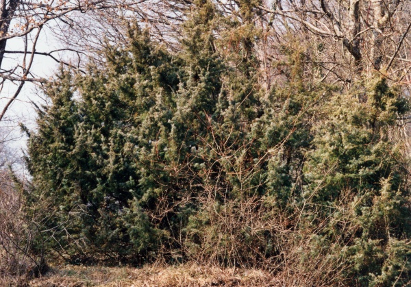 20030300_le-landeron_juniperus_communis_01.jpg