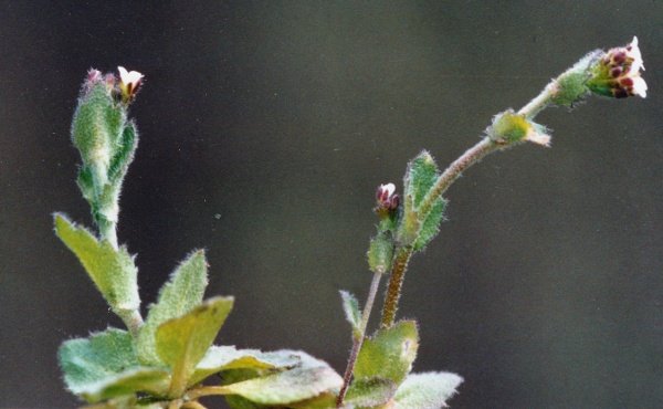 20040405_clos-de-doubs_st-ursanne_draba_muralis_02.jpg