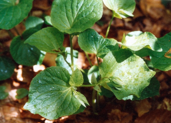 20040507_la-neuveville_pilouwi_viola_mirabilis_01.jpg