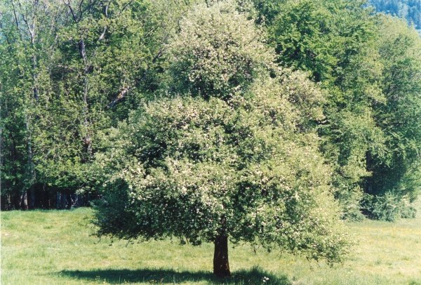 20040520_ocourt-seleute_pyrus_nivalis_03.jpg