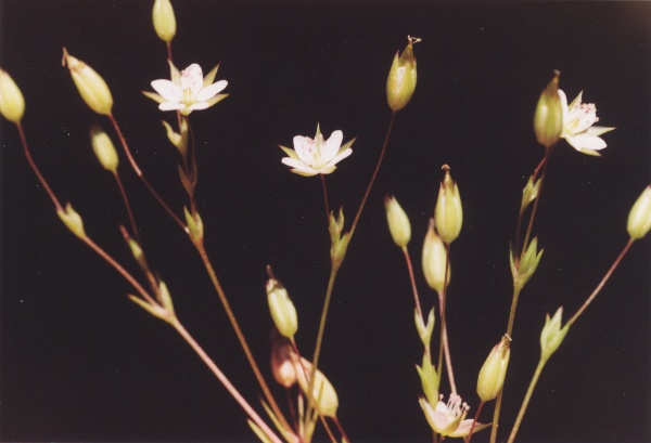 20040524_beurnevesin_minuartia_hybrida_02.jpg