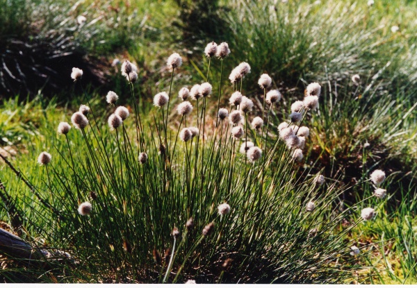 20040529_le-noirmont_les-barrieres_eriophorum_vaginatum_01.jpg