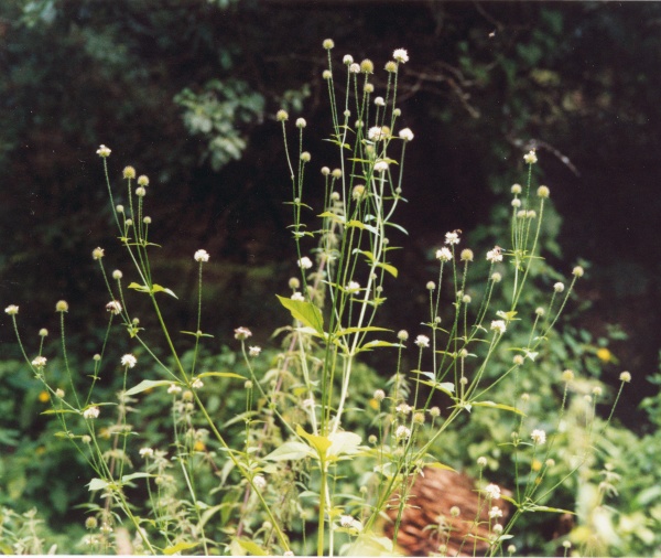 20040818_courgenay-alle_dipsacus_pilosus_01.jpg