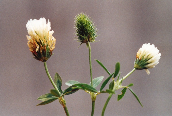 20040820_beurnevesin_-seme-_trifolium_alexandrinum_2.jpg