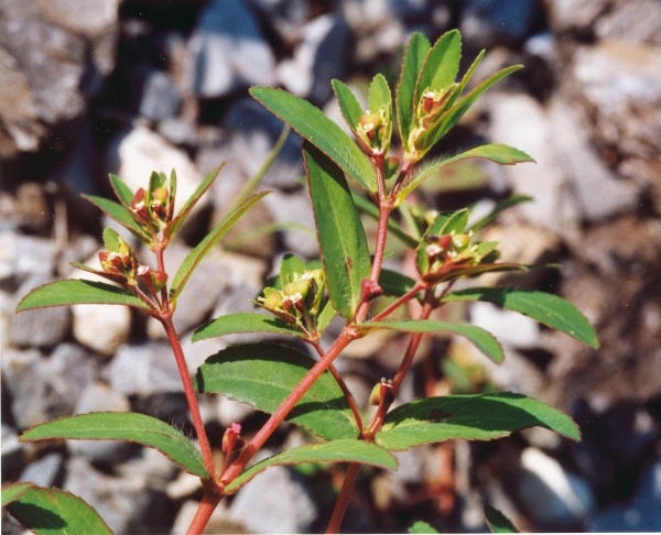 20040906_porrentruy_euphorbia_nutans_1.jpg