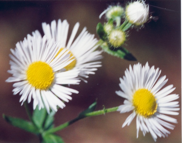 20040913_movelier_la-reselle_erigeron_annuus_septentrionalis_01.jpg