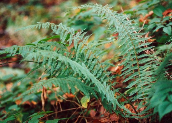 20041006_courgenay_roches-de-st-nicolas_polystichum_setiferum_01.jpg