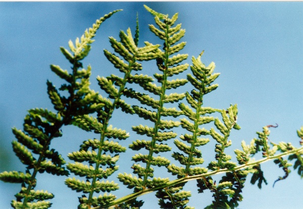 20050700_bonfol_athyrium_filix-femina_01.jpg
