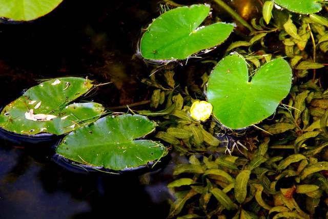 20060730_lac_des_joncs_nuphar_pumila_.jpg