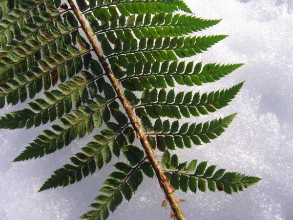 20070331_les-bois_le-refrain-fr_polysticum_setiferum.jpg