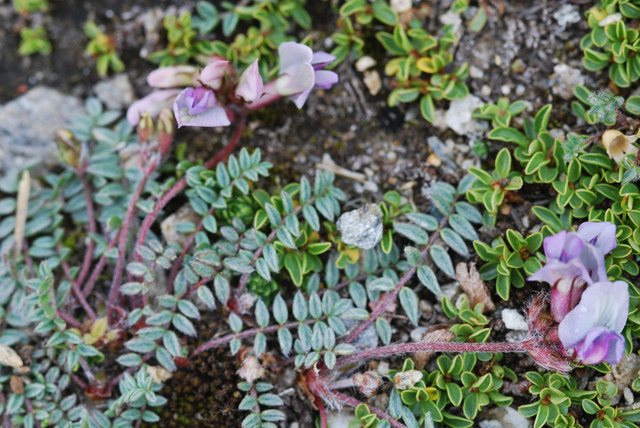 20070607_zermatt-unterroth._oxytropis_helvetica_.jpg