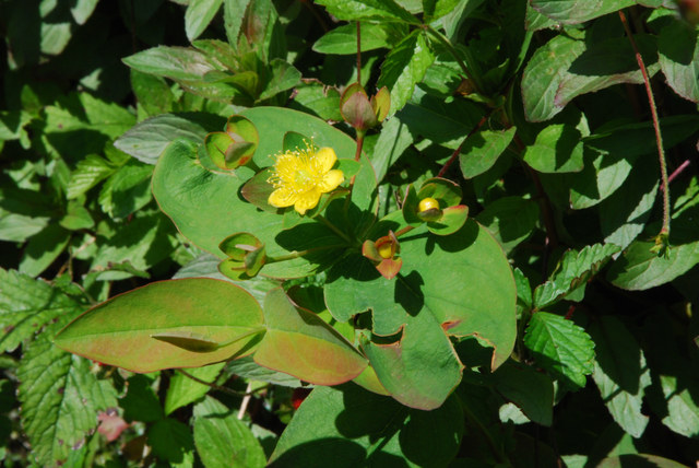 20070615_ronco-mte_verita_hypericum_androsaemum_.jpg