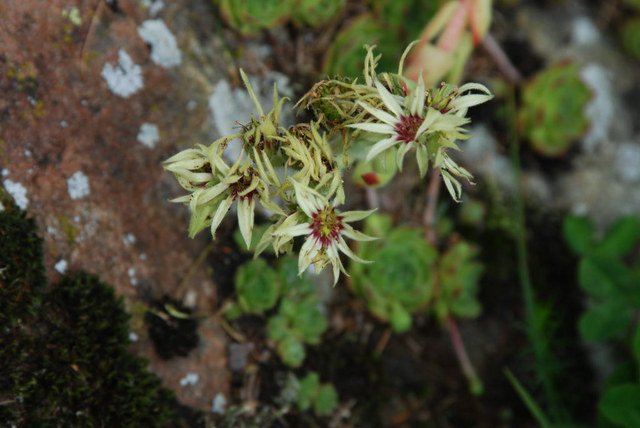 20070627_col_des_planches-intr._sempervivum_grandiflorum_.jpg