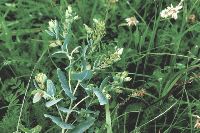 20070628_lac_de_tannay_cerinthe_glabra_.jpg