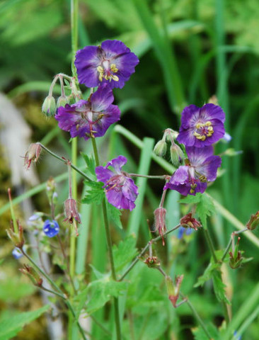 20070628_lac_de_tannay_vs__geranium_phaeum_subsp.lividum_.jpg