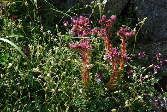 20070629_binnthal_sempervivum_montanum_.jpg