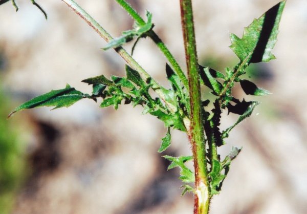 20070801_delemont_ballastiere_crepis_foetida_03.jpg
