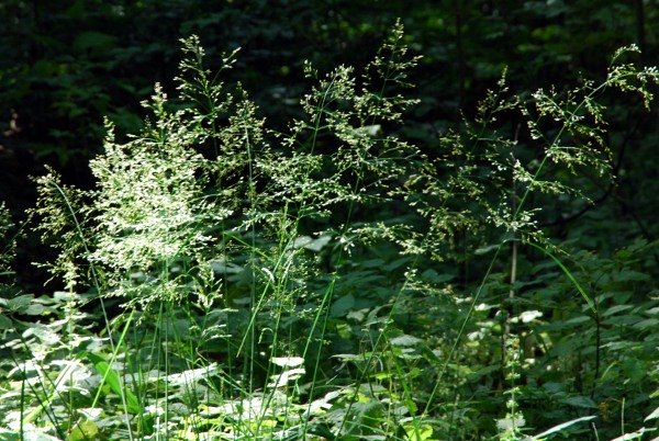 20070906_grandval_foret-envers_deschampsia_cespitosa.jpg