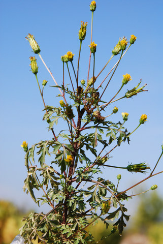 20071013_chappias-ardeche_bidens_bipinnata.jpg