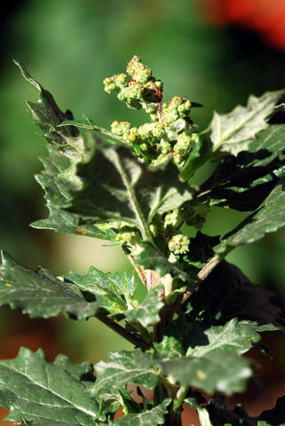 20071112_antagnes_vd_chenopodium_murale_.jpg