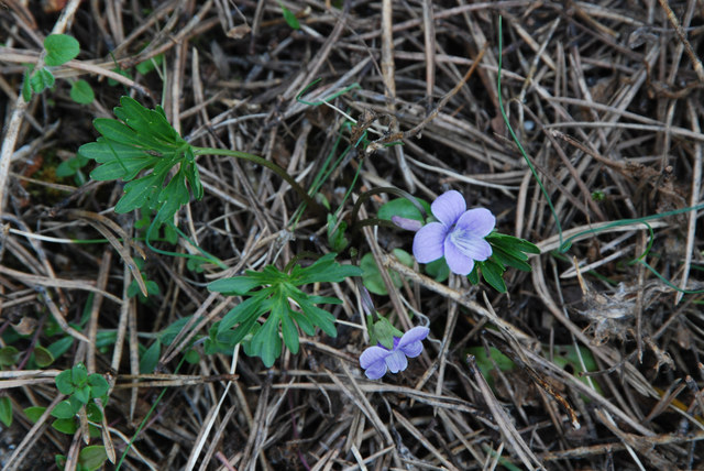 20080507_catogne-chez_les_reuse_viola_pinnata_.jpg