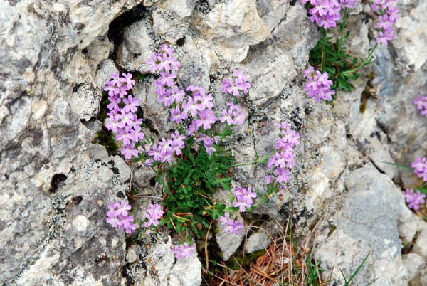 20080603_moutier_la-jean-mathey_erinus_alpinus.jpg