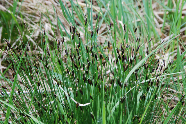 20080612_lac_de_joux_schoenus_ferrugineus_.jpg