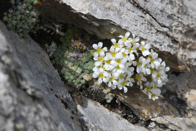 20080614_pierre_avoi_VS_saxifraga_diapensioides_.jpg