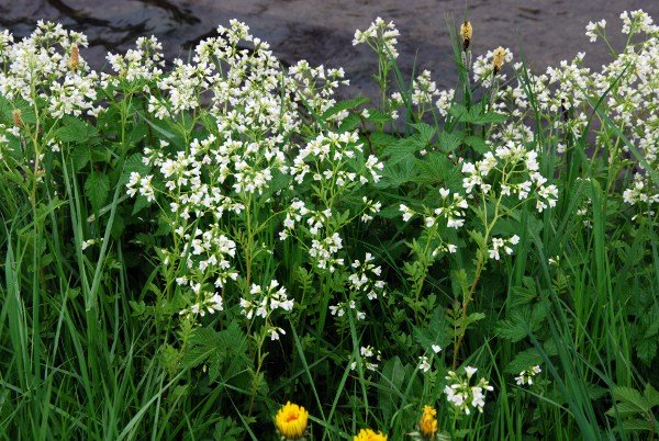 20090427_delemont_la-blancherie_cardamine_amara.jpg