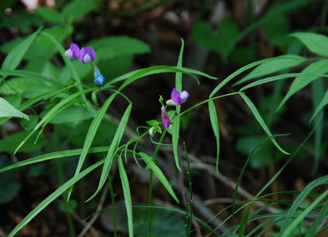 20090522_caslano_ti_lathyrus_v._subsp.gracilis_.jpg
