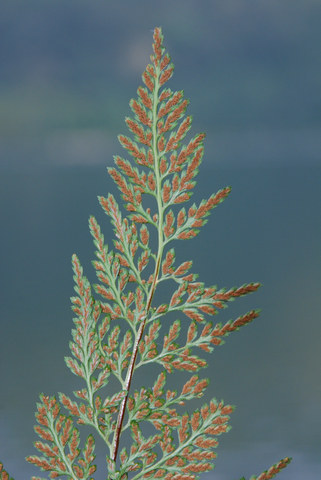 20090625_morcote_ti_asplenium_onopteris_.jpg