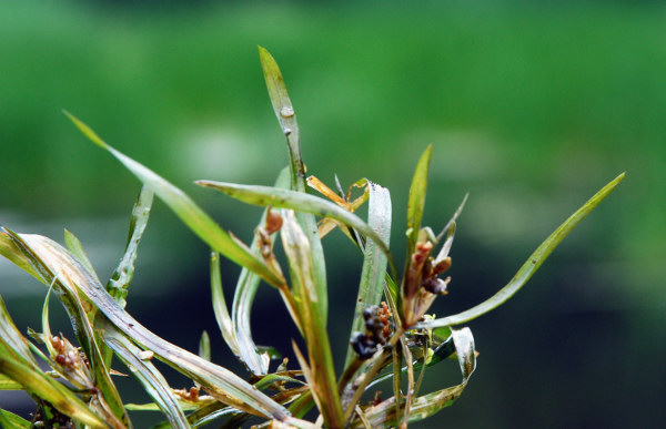 20090710_bonfol_etangs-rougeat_potamogeton_acutifolius.jpg