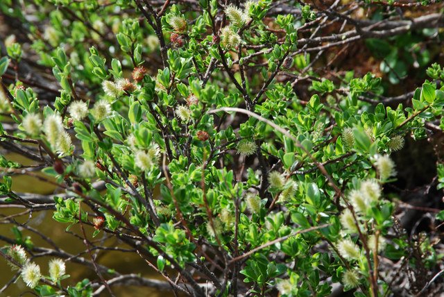 20090727_nufenen_sud_salix_foetida_.jpg