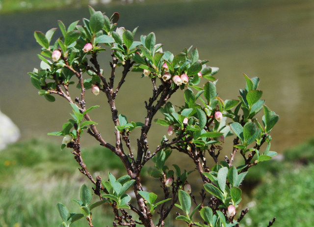 20100701_gotthard-col_vaccinum_gaultherioides.jpg