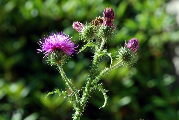 20100809_porrentruy_gare_carduus_crispus_01.jpg