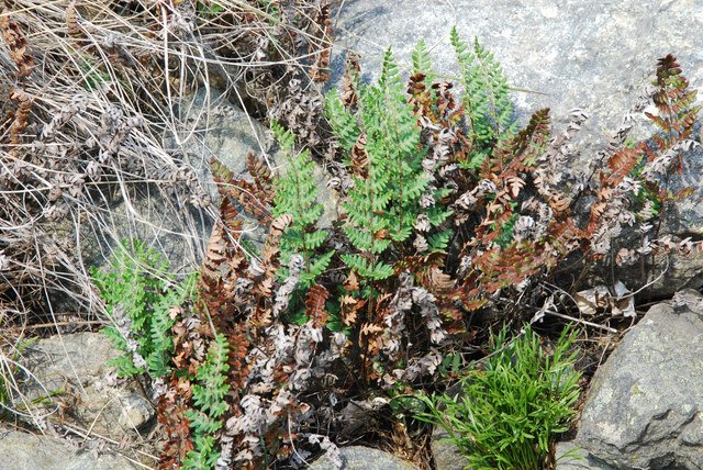20110507_val_daoste_notholaena_marantae_.jpg