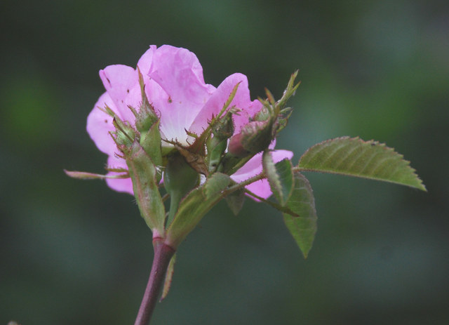 20110526_moutier-la_dozerce_rosa_jundzillii_.jpg