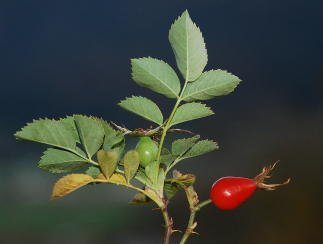 20111108_court-les_ordons_rosa_dumalis.jpg